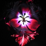 Průsvitný tulipán