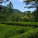 Cejlonský čaj