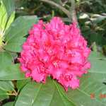 Rododendron