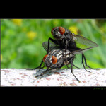 <b> - MÁJ LÁSKY ČAS - I. -</b> MÁMO NECH TOHO POMODLÍŠ SE AŽ POTOM ...