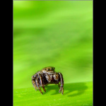 <b> - PAVOUČEK - 2 -</b>