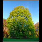 <b>.:: BARVY RÁNA ::.</b>