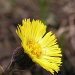 Podbel