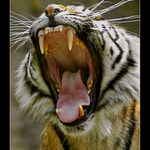 Tygr _2_