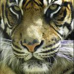 Tygr _3_