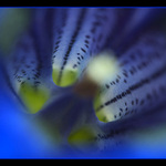 Pohledy do světa květin I