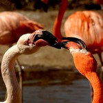 Prvomájový polibek