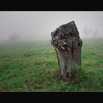 V lovisti psa Baskervilskeho ....