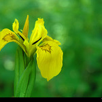 Zelená uklidňuje :o)