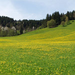 Jaro pod alpami