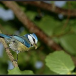 sykora