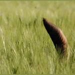 Plevel...aneb co neroste v obili....