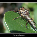 Na ranveji zelená