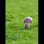 <b>..snad mě do toho cirkusu vezmou..</b>