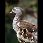 <b>.. u mamky je stejně nejlíp ..</b>