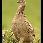 Na kus řeči s bažanty I.