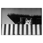 medzipsami (bonus track)