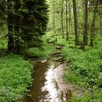 Prales v Českým ráji