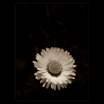 <u>***MALIČKÁ***</U><B>