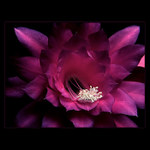 <u>***HVĚZDA***</U><B>