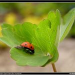 *** Berušanda po přistání ***