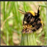 *** hyjéééé konííčku! ***