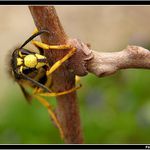 *** Nepustím! Spadla bych! ***