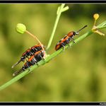 *** Už jde pryč, pochopil, že ho do trojky nechcem! :-) ***