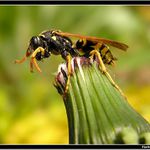 *** musím ta tykadla vyleštit! ***