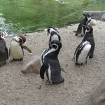 Zoo Praha