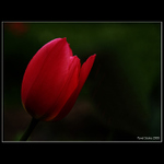 Tulipán