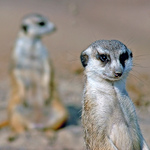 Toho vzadu si nevšímej..