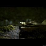 houbička, mešíček ;-)