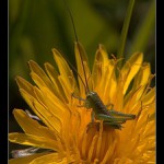 tak si tu tak sedím ...