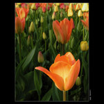 <B>.:Flora 2005--Tulipán:.</B>