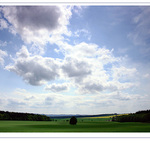 Světlo a stín a strom a v dálce řepka