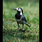 Konipásek z lovu jde