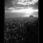 b&w......řepka