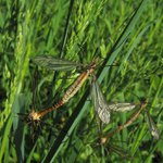 Synchronizované hrátky v trávě