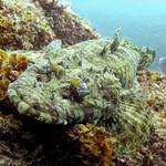 Crocodile fish