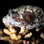 Puffer