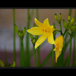Lily