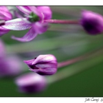 Letím za světlem ...