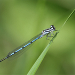 Šidélko páskované