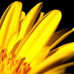 -= gerbera =-