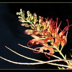 Grevillea