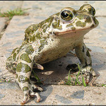 Jmenuji se " TAČUD " kvak, kvak ...