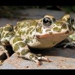 Ropucha Obecná   -   Bufo bufo