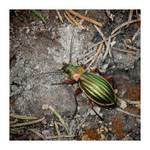 Carabus auronitens