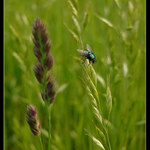 Moucha jedna....zlatá